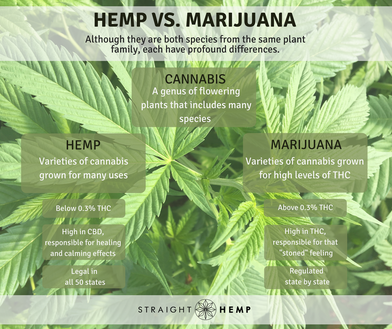 Hemp Vs Marijuana Infographic