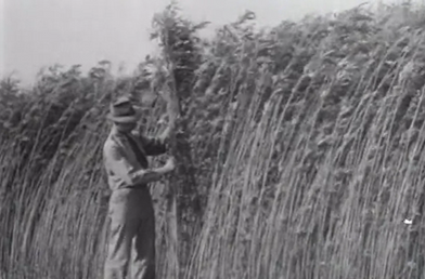 From the Fields to the Frontlines: Hemp's Unsung Role in WWII